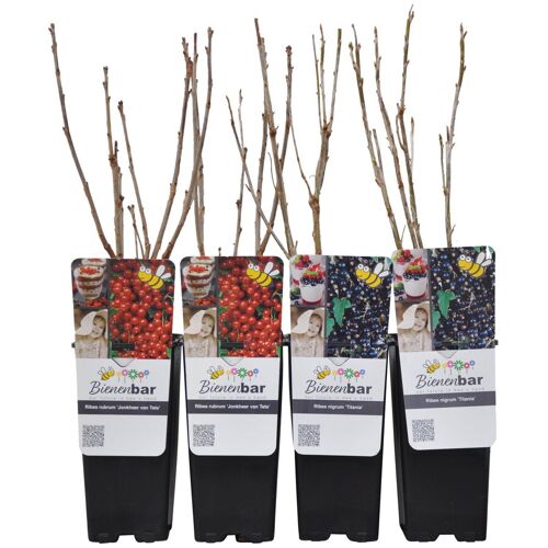 Pflanzen-Kölle Johannisbeeren 'Rot & Schwarz', Topf 2 Liter, 4 Pflanzen