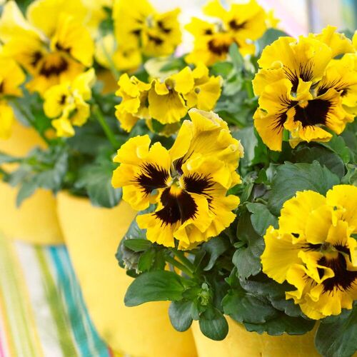 Kölles Beste Stiefmütterchen Frizzle Sizzle®, gelb, gewellt, Topf-Ø 13 cm, 6 Pflanzen