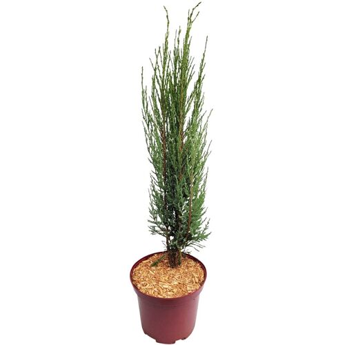 Pflanzen-Kölle Blauer Raketenwacholder 'Blue Arrow', Höhe 50-60cm, Topf 5 Liter, 2 Pflanzen