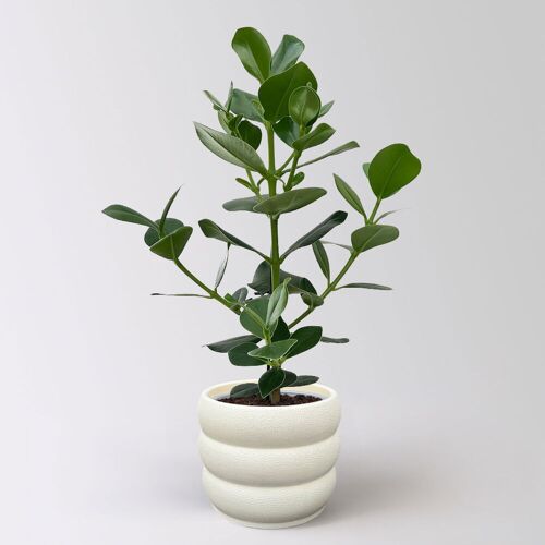 Pflanzen-Kölle Balsamapfel 'Princess', Topf-Ø 17 cm, Höhe ca. 55 cm, inkl. Übertopf Byron