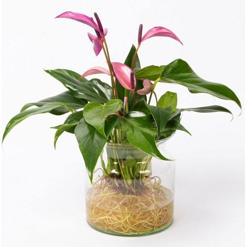 Kölles Beste Anthurie 'Water Roots' rosa, Sorte 'Zizou', in Glasvase 12cm Ø, ohne Erde