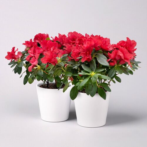 Pflanzen-Kölle Azalee rot gefüllt mit Keramiktopf Dallas weiß, Topf 12 cm Ø, 2er-Set