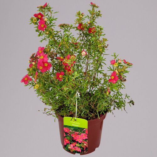 Pflanzen-Kölle Fingerstrauch 'Bellissima EU (S)', Höhe 25-30cm, Topf 3 Liter, 5 Pflanzen