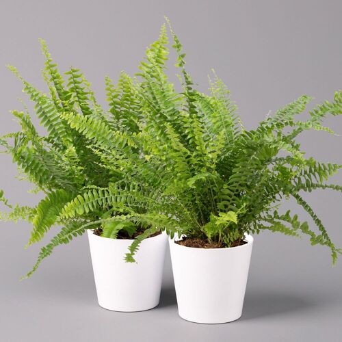 Pflanzen-Kölle Schwertfarn 'Green Lady' in Keramiktopf weiß, Topf-Ø12cm, Höhe ca 35 cm, 2er-Set