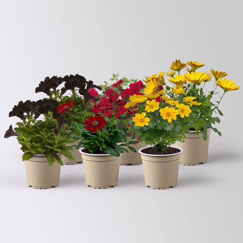 Pflanzen-Kölle Pflanzenkreation 'WM-Edition', 6 Pflanzen