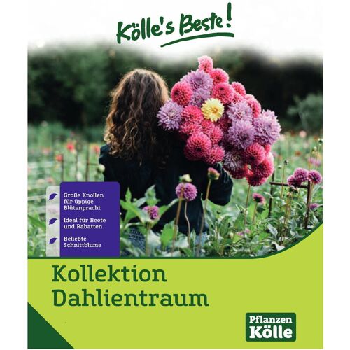 Kölles Beste Blumenknollenmischung 'Dahlientraum'