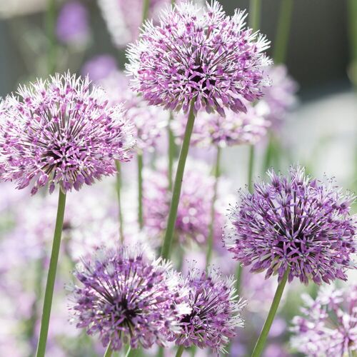 Kölle Bio Bio Zierlauch 'Summer Beauty', hell violett, Topf 11x11 cm, 3 Pflanzen