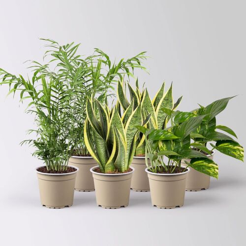 Pflanzen-Kölle Grünpflanzen-Set Guter Schlaf pflegeleicht, Topf-Ø 12 cm, 6 Pflanzen