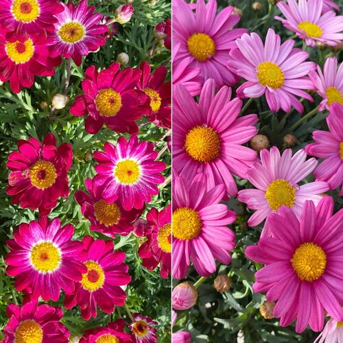 Kölle Margerite, Farbe zufällig, Topf-Ø 18/19 cm, 2 Pflanzen