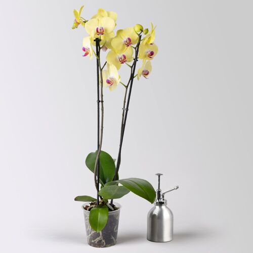 Pflanzen-Kölle Schmetterlingsorchidee 'Miraflor', gelb, 2 Rispen, Topf-Ø 12 cm, Höhe ca. 60 cm