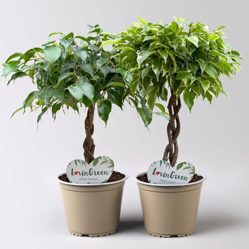 Pflanzen-Kölle Birkenfeige 'Tarana' & 'Lucky', Flechtstamm, Topf-Ø 12cm, Höhe ca. 40cm, 2er-Set