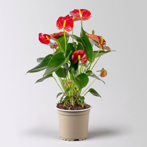 Pflanzen-Kölle Flamingoblume 'Royal Red Champion', Topf-Ø 12 cm, Höhe ca. 35 cm