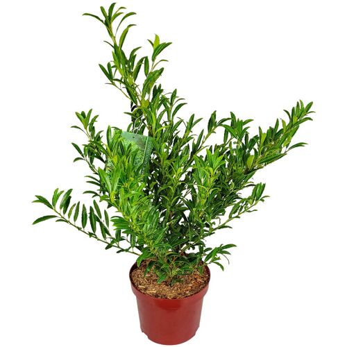 Pflanzen-Kölle Schmalblättriger Kirschlorbeer 'Sofia' (S), Topf 5 Liter, 2er-Set