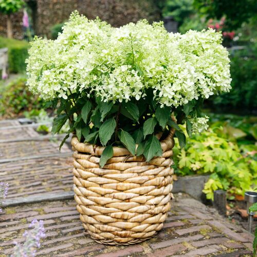Pflanzen-Kölle Rispenhortensie 'Whitelight'®, 3er-Set, Höhe 40-60 cm, Topf 5 Liter