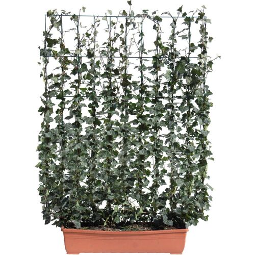 Pflanzen-Kölle Hecke am laufenden Meter® Efeu, 130x100 cm