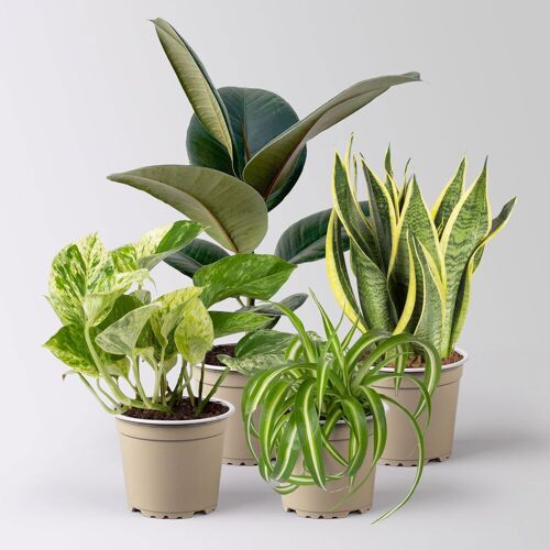 Pflanzen-Kölle Grünpflanzen-Set Überraschungs-Mix, Topf-Ø 11-14 cm, Höhe 15-50 cm, 4 Pflanzen