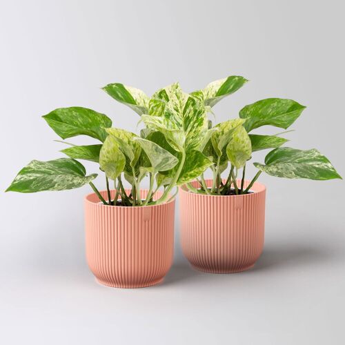 Pflanzen-Kölle Efeutute 'Marble Queen', Topf-Ø 12 cm, inkl. Übertopf Vibes rosa, 2 Pflanzen