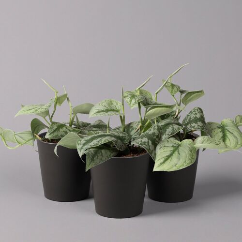 Pflanzen-Kölle Gefleckte Efeutute 'Trebie' in Keramiktopf anthrazit, Topf-Ø 12 cm, 3er-Set