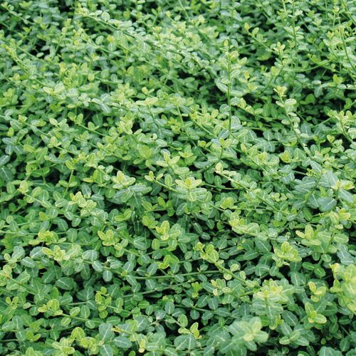 Pflanzen-Kölle Euonymus fortunei 'Minimus', Topf-Ø 9 cm, 12er-Set