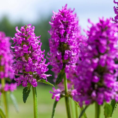 Kölle Bio Bio Ziest 'Hummelo' dunkelrosa, Topf 11x11 cm, 3 Pflanzen