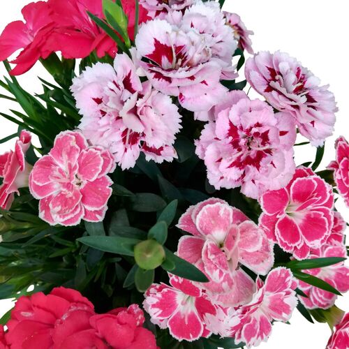 Pflanzen-Kölle Dianthus 'Trio', rot-rosa-weiß, Topf -Ø 13 cm, 6 Pflanzen