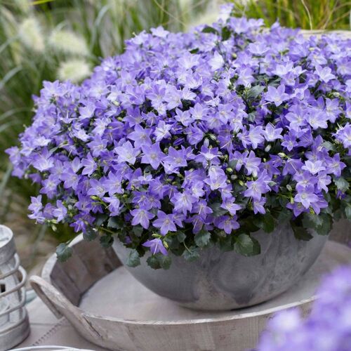 Pflanzen-Kölle Glockenblume 'Spring Bell®', blau, Topf-Ø 12 cm, 6 Pflanzen