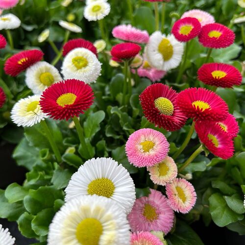 Pflanzen-Kölle Bellis perennis 'Trio', weiß-rosa-rot, Topf-Ø 13 cm, 6 Pflanzen