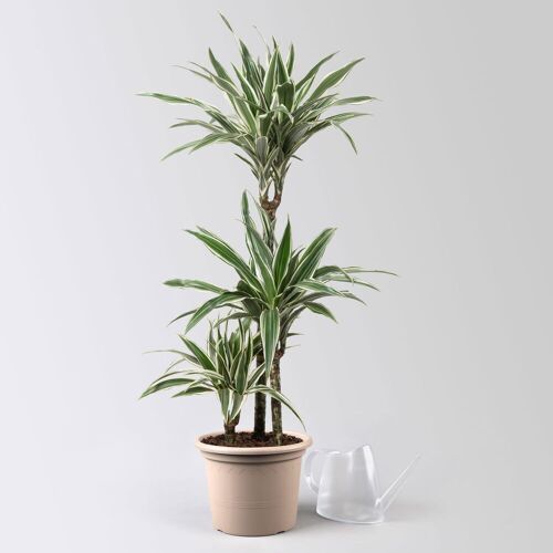 Pflanzen-Kölle Duftender Drachenbaum 'White Stripe', Topf-Ø 21 cm, Höhe ca. 120 cm