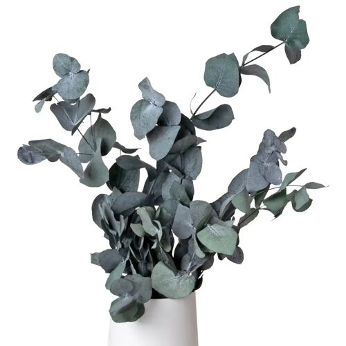 Pflanzen-Kölle Eucalyptus cinerea, getrocknet, ca. 50 cm lang