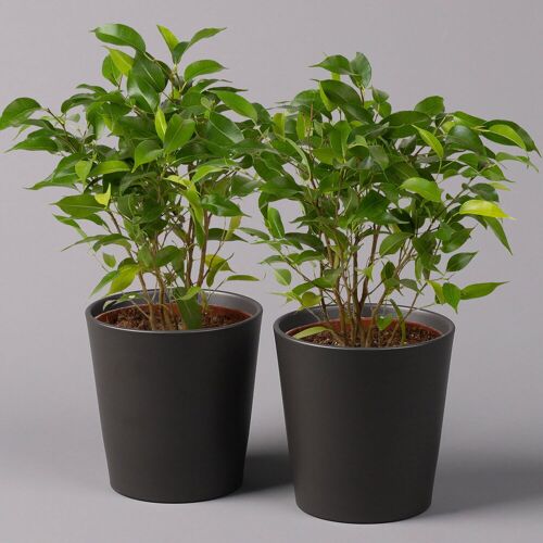 Pflanzen-Kölle Birkenfeige 'Natasja' in Übertopf anthrazit, Topf 12cmØ, Höhe ca. 25cm, 2er-Set