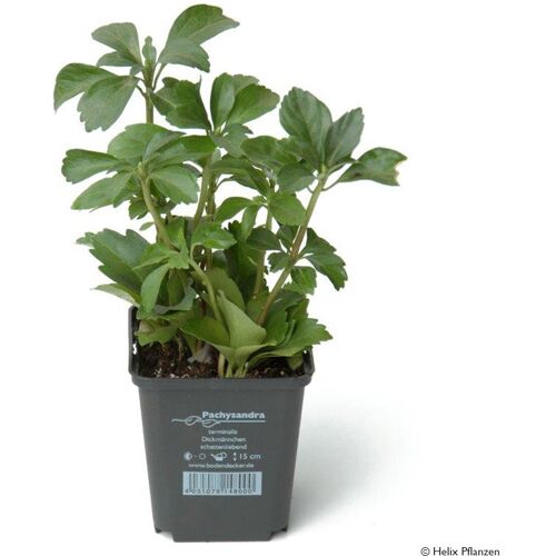 Pflanzen-Kölle Dickmännchen, Topf 9x9 cm, 12 Pflanzen