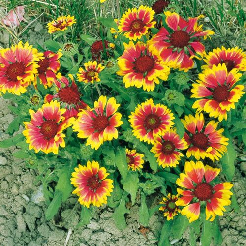 Kölle Bio Bio Kokardenblume 'Kobold', gelb-rot, Topf 11x11 cm, 3 Pflanzen