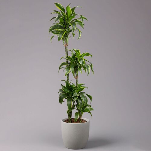Pflanzen-Kölle Duftender Drachenbaum 'Dorado', Topf-Ø 27 cm, Höhe ca. 160 cm