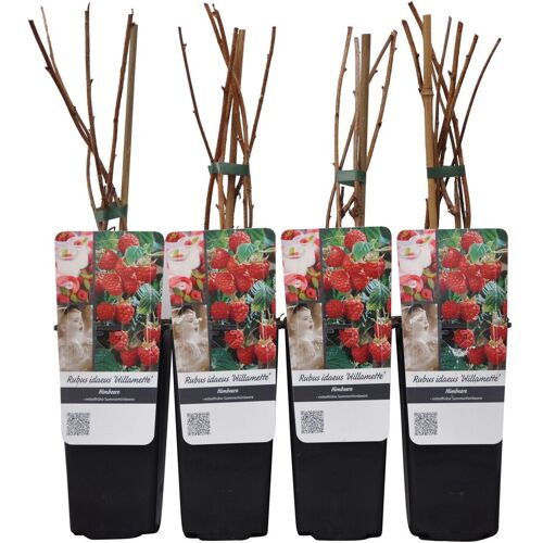 Pflanzen-Kölle Sommerhimbeeren 'Willamette', Topf 2 Liter, 4 Pflanzen