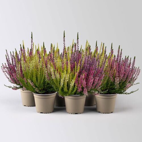 Kölles Beste Calluna 'Beauty Ladies® Milca-Trio', lila-rot-weiß, Topf-Ø 11 cm, 6 Pflanzen