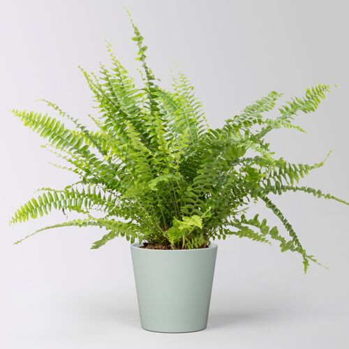 Pflanzen-Kölle Schwertfarn 'Green Lady' in Keramiktopf Dallas gletscherblau, Topf-Ø 12cm