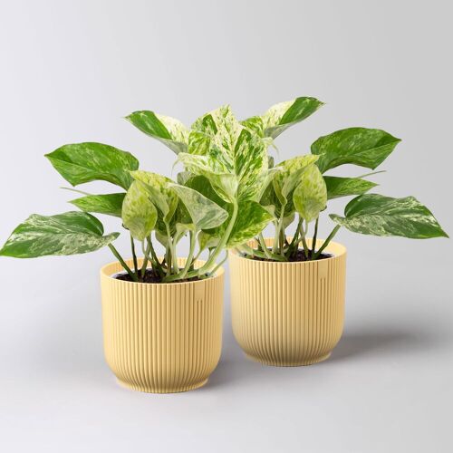 Pflanzen-Kölle Efeutute 'Marble Queen', Topf-Ø 12 cm, inkl. Übertopf Vibes gelb, 2 Pflanzen