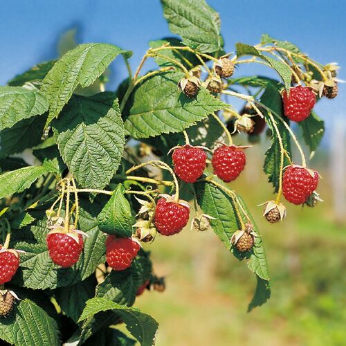 Pflanzen-Kölle Herbsthimbeeren, 'Blissy® Autumn Bliss', Topf 2 Liter, 4 Pflanzen