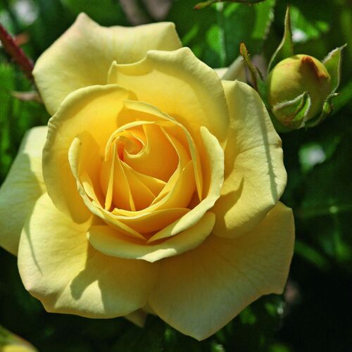 Kölles Beste Beetrose 'Debüt'®, hellgelb, Topf 5 Liter