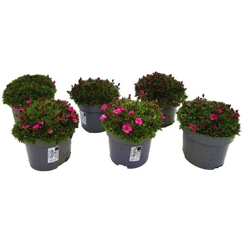 Pflanzen-Kölle Moossteinbrech, rosa, Topf-Ø 13 cm, 6 Pflanzen