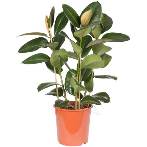 Pflanzen-Kölle Gummibaum 'Robusta', Topf-Ø 27 cm, Höhe ca. 80 cm
