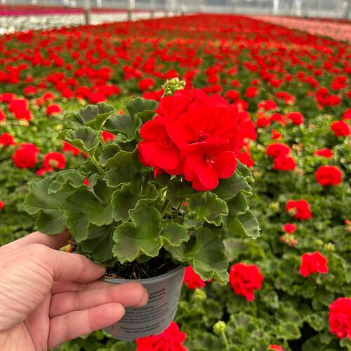 Pflanzen-Kölle Geranie rot, stehend, Topf-Ø ca. 10,5 cm, 8 Pflanzen