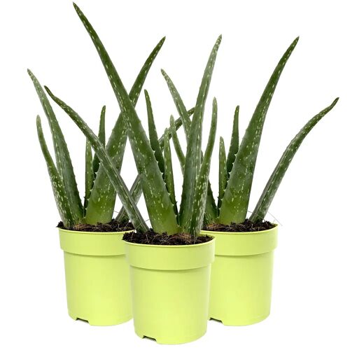 Pflanzen-Kölle Aloe vera, Topf-Ø 12 cm, Höhe ca. 20-30 cm, 3er-Set