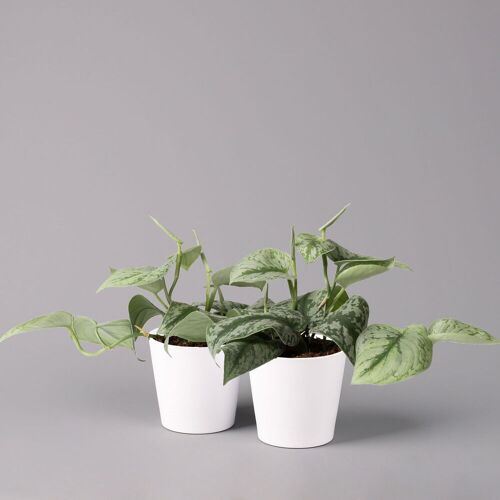 Pflanzen-Kölle Scindapsus pictus 'Trebie' in Keramiktopf Dallas weiß, Topf-Ø 12 cm