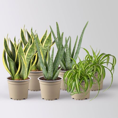 Pflanzen-Kölle Grünpflanzen-Set Saubere Luft trockentolerant, Topf-Ø 12 cm, 6 Pflanzen