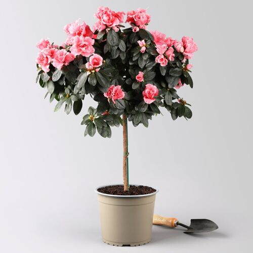 Pflanzen-Kölle Azalee, Stämmchen, Farbe zufällig, gefüllt, Topf-Ø 19 cm, Höhe ca. 65 cm