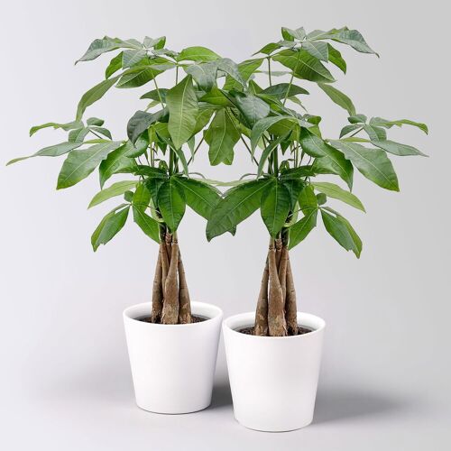 Pflanzen-Kölle Glückskastanie, Topf-Ø 12 cm, inkl. Keramiktopf Dallas weiß, 2 Pflanzen