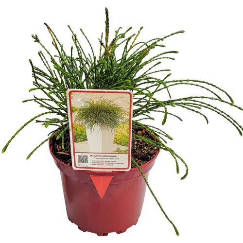 Pflanzen-Kölle Mähnen-Lebensbaum 'Whipcord', Topf 2 Liter, 5 Pflanzen