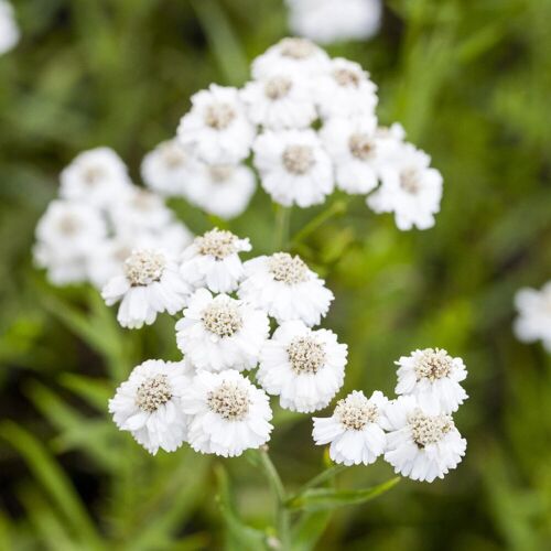 Kölle Bio Bio Sumpfschafgarbe 'The Pearl', weiß, Topf 11x11 cm, 3 Pflanzen