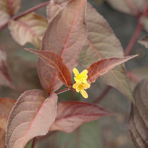 Pflanzen-Kölle Rotlaubige Amerikanische Weigelie 'Diva'(s), rot, 4er-Set, Topf 5 Liter